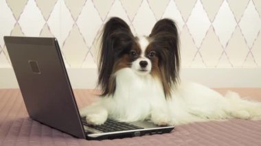 Papillon köpek yatak Stok görüntüleri video üstünde laptop yakınındaki yalan söylüyor