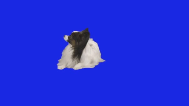 Papillon chien culbute sur le sol sur bleu hromakey ralenti stock vidéo — Video