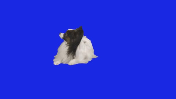 Papillon perro cae en el suelo en azul hromakey cámara lenta material de archivo de vídeo — Vídeos de Stock