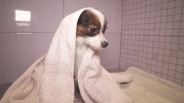 Собака Папільйон Рушнику Після Купання Ванній Кімнаті Відеозапис — стокове відео