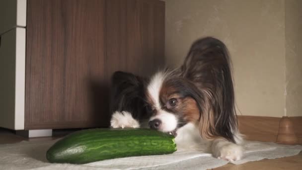 Το σκυλί Papillon τρώει φρέσκο πράσινο αγγούρι με όρεξη πλάνα βίντεο — Αρχείο Βίντεο