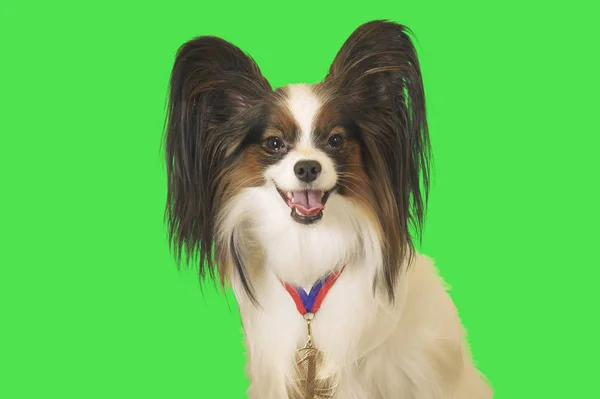 Красивая собака Papillon с медалью за первое место на шее на зеленом фоне — стоковое фото