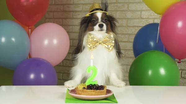 Fantasia Dog Papillon comer bolo de aniversário com vela — Fotografia de Stock