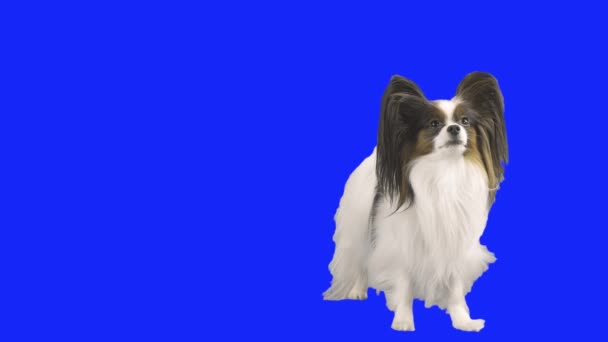 Papillon köpek işi mavi hromakey Stok görüntüleri video üzerinde onun arka ayakları üzerinde durmak — Stok video