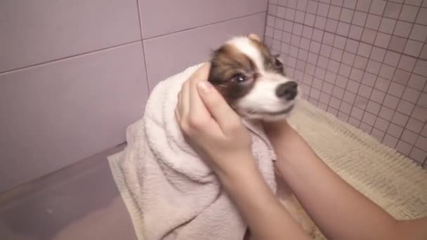 Papillon chien en serviette après la baignade dans la salle de bain stock footage video — Video