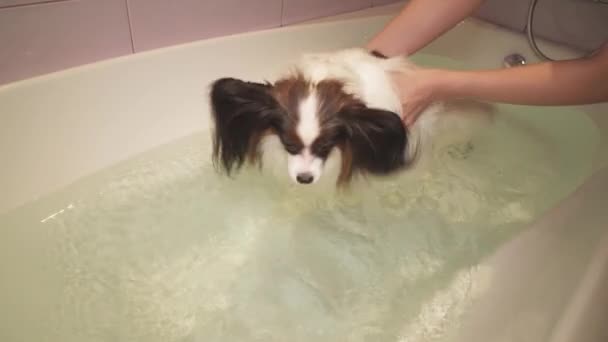 Папийонский пес плавает в ванной комнате — стоковое видео