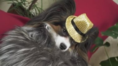Papillon köpek kürk manto ve bir kelebek konser şapkalı güzel elbiseli küçük stok görüntüleri video içinde kaldırılır