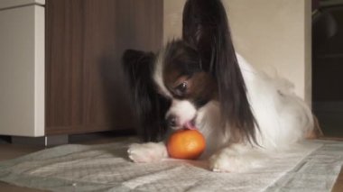 Papillon köpek mandalina kabuğu görüntüleri video soymak çalışıyor