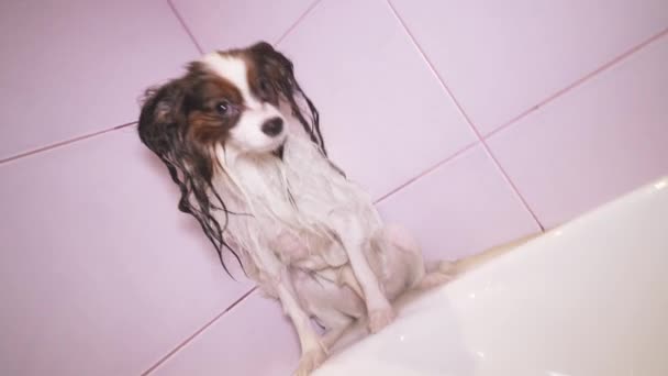 浴室映像ビデオで濡れたパピヨン犬が立っています。 — ストック動画