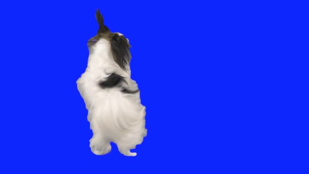 Papillon cão dançando em suas pernas traseiras em um hromakey azul câmera lenta imagens de vídeo — Vídeo de Stock