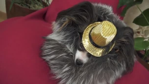 Papillon chien en beau costume dans un manteau de fourrure et un chapeau de concert avec un papillon est retiré dans le clip vidéo de stock — Video