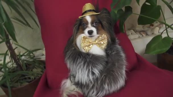 Papillon Köpek Kürk Manto Bir Kelebek Konser Şapkalı Güzel Elbiseli — Stok video