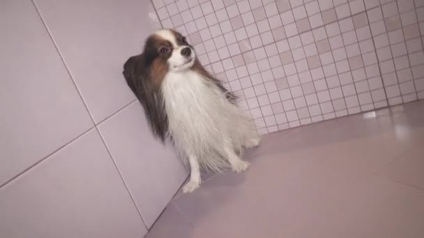 Papillon hond is klap droog na het baden in badkamer stock footage video — Stockvideo