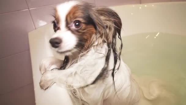 Mojado Papillon perro stands en baño stock metraje vídeo — Vídeos de Stock