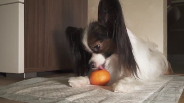 Papillon chien essayant de peler mandarine peler vidéo — Video