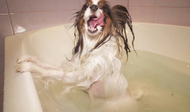 Banyoda ıslak Papillon köpek standları