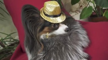 Papillon köpek kürk manto ve bir kelebek konser şapkalı güzel elbiseli küçük stok görüntüleri video içinde kaldırılır