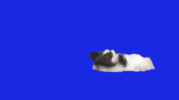 Папийонская собака падает на пол на голубой хромакей видео — стоковое видео