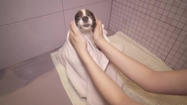 Ízlelő szemölcsös kutya törülközőt a fürdőszoba stock footage videóinak fürdés után — Stock videók