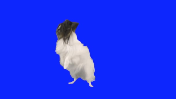 Papillon perro bailando en sus patas traseras en un video de archivo de cámara lenta hromakey azul — Vídeos de Stock