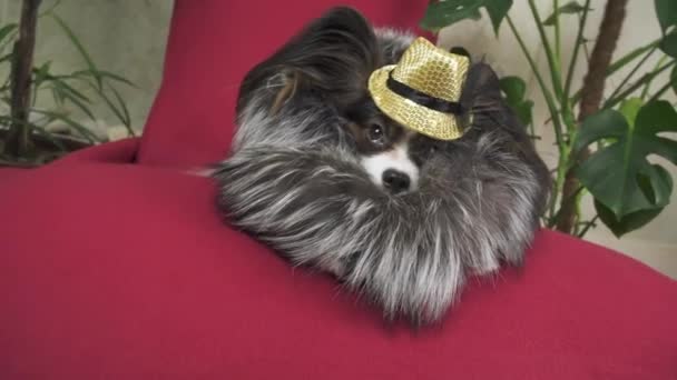 Papillon chien en beau costume dans un manteau de fourrure et un chapeau de concert avec un papillon est retiré dans le clip vidéo de stock — Video