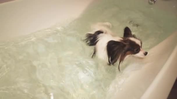 パピヨン犬は浴室映像ビデオで泳いでください。 — ストック動画