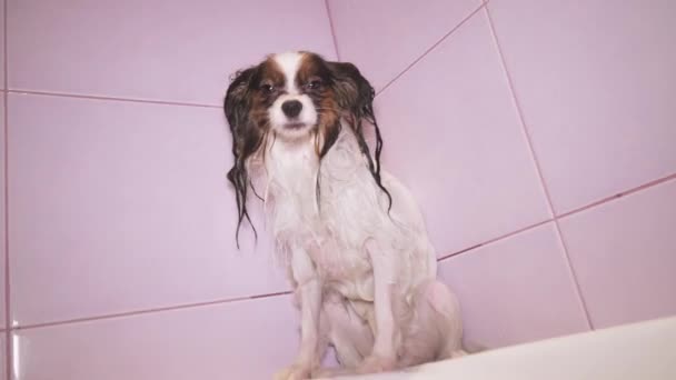 Υγρή σκυλί Papillon στέκεται στο μπάνιο πλάνα βίντεο — Αρχείο Βίντεο