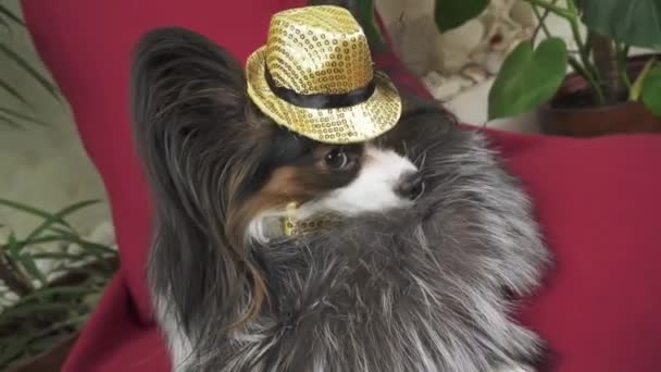 Papillon hund i vacker kostym i en päls och en konsert hatt med en fjäril tas bort i det klippet arkivfilmer video — Stockvideo