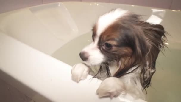 Wet Papillon dog stands in bathroom stock footage video — Stock Video