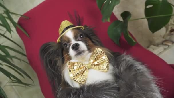 Papillon perro en hermoso traje en un abrigo de piel y un sombrero de concierto con una mariposa se retira en el clip de material de archivo de vídeo — Vídeo de stock