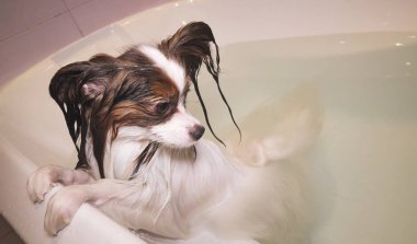 Banyoda ıslak Papillon köpek standları