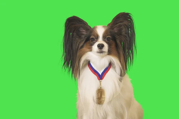 Vacker hund Papillon med medalj för första plats på halsen på grön bakgrund — Stockfoto