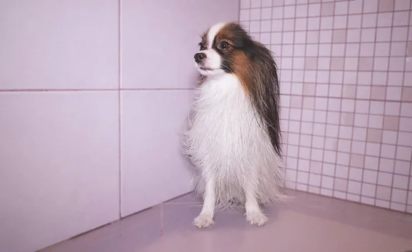 Собака по кличке Папиллон высохла после купания в ванной — стоковое фото