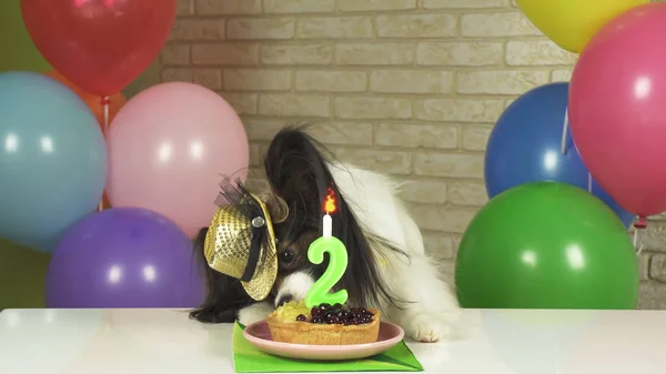 Fancy Dog Papillon comiendo pastel de cumpleaños con vela —  Fotos de Stock