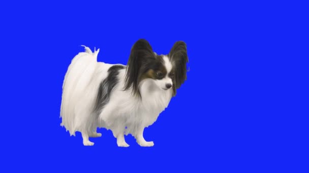 Papillon hond tuimelt op verdieping op blauwe hromakey stock footage video — Stockvideo