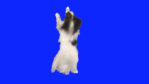 Papillon hund Dans på bakbenen på en blå hromakey arkivfilmer video — Stockvideo