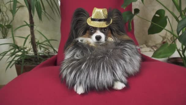 Papillon perro en hermoso traje en un abrigo de piel y un sombrero de concierto con una mariposa se retira en el clip de material de archivo de vídeo — Vídeos de Stock