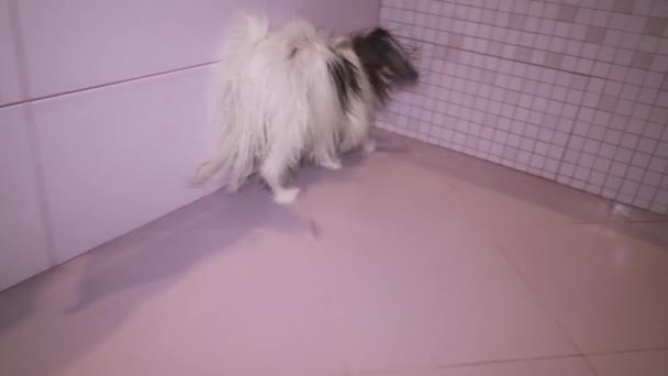 Papillon hond is klap droog na het baden in badkamer stock footage video — Stockvideo