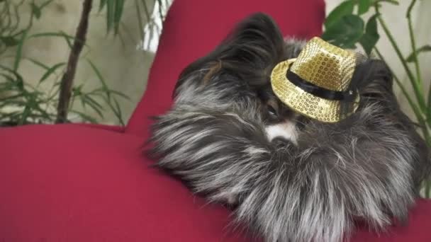 Papillon perro en hermoso traje en un abrigo de piel y un sombrero de concierto con una mariposa se retira en el clip de material de archivo de vídeo — Vídeos de Stock