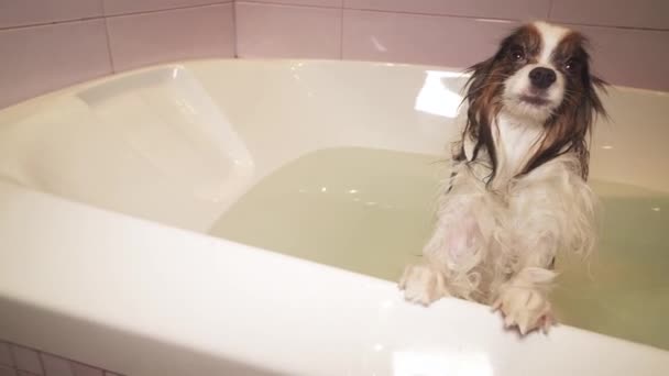 Nasser Papillon-Hund steht im Badezimmer — Stockvideo