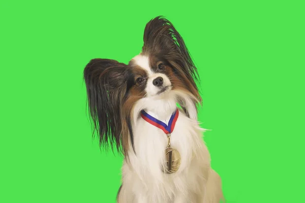 美丽的狗帕皮龙与奖牌在脖子上的第一名在绿色背景 — 图库照片