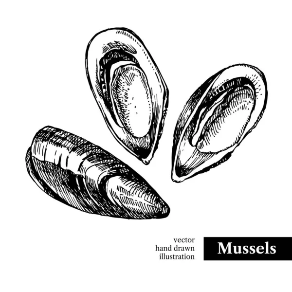 Handgezeichnete Skizze Meeresfrüchte Vektor Schwarz Weiß Vintage Illustration Von Muscheln — Stockvektor