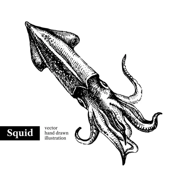 Hand Drawn Sketch Seafood Vector Black White Vintage Illustration Squid — Stock Vector