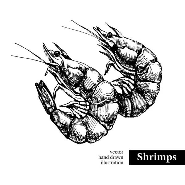 Hand Drawn Sketch Seafood Vector Black White Vintage Illustration Shrimps — Stock Vector