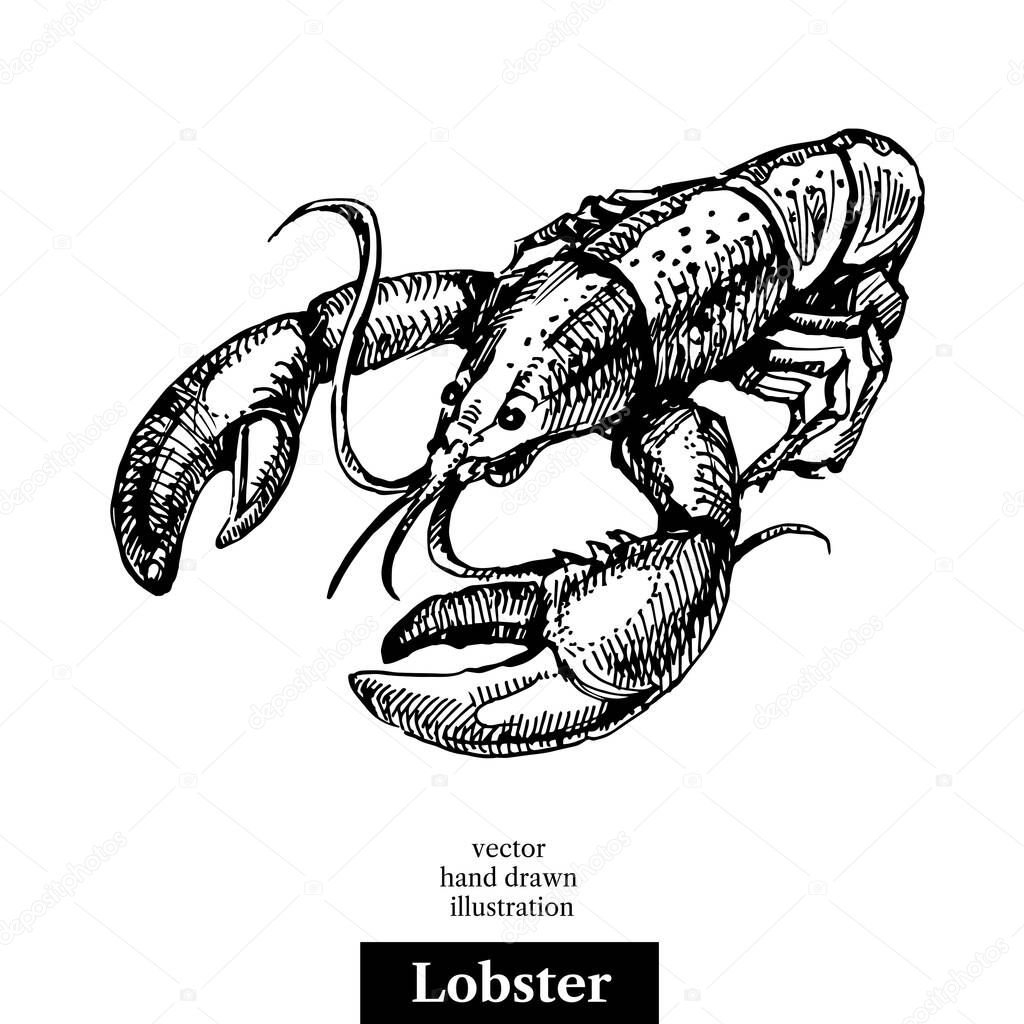 Hand drawn sketch seafood vector black and white vintage illustration of lobster. Isolated object on white background. Menu design