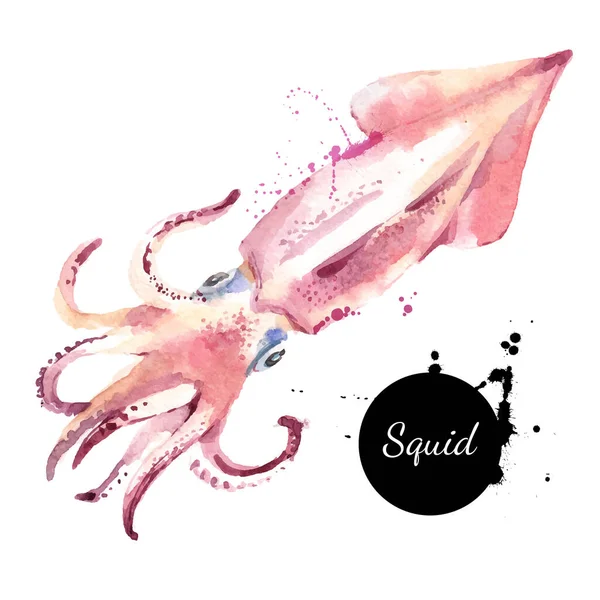 Watercolor Hand Drawn Squid Isolated Fresh Seafood Vector Illustration White — Stock Vector