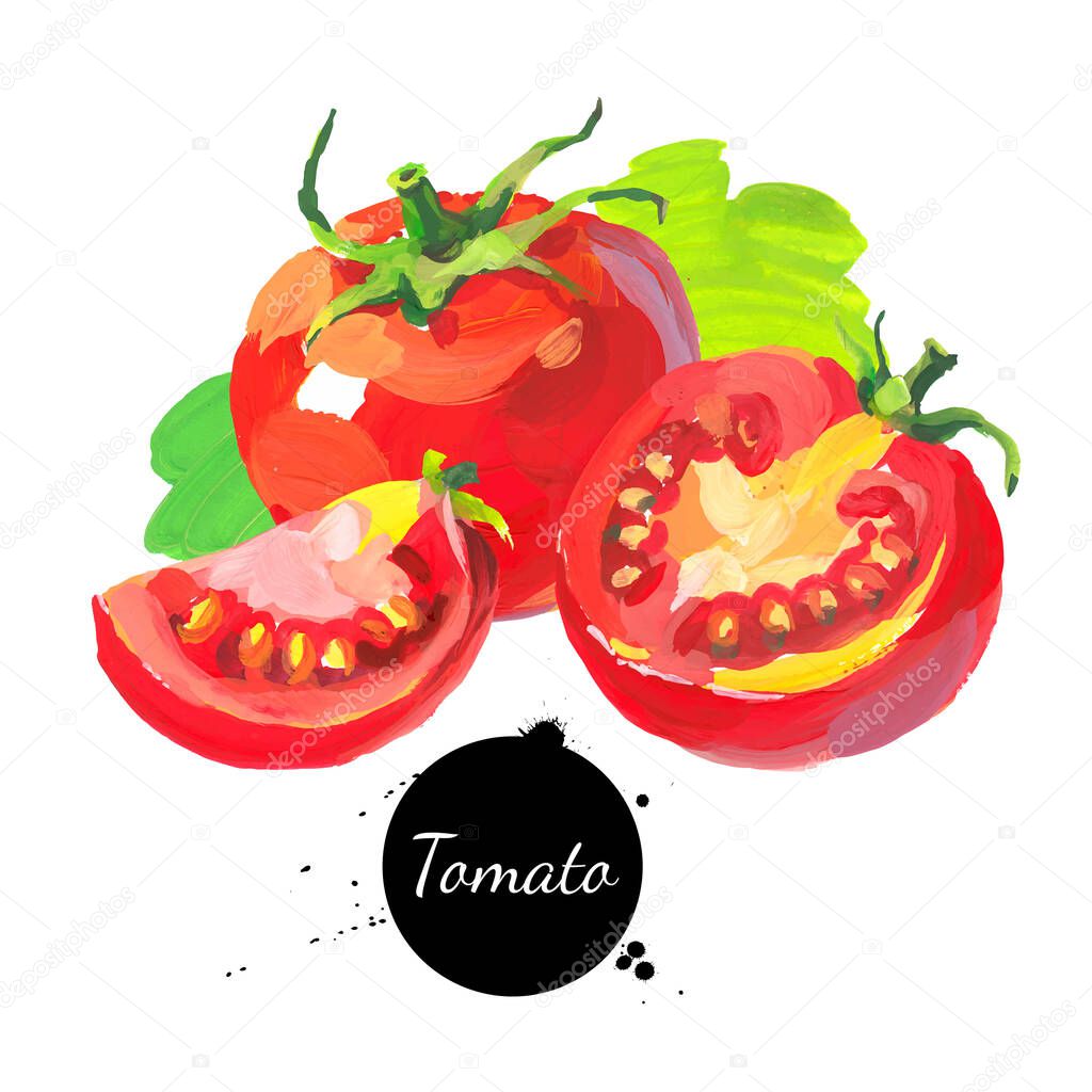 Tomato set. Hand drawn sketch watercolor acrylic painting on white background. Vector illustratio