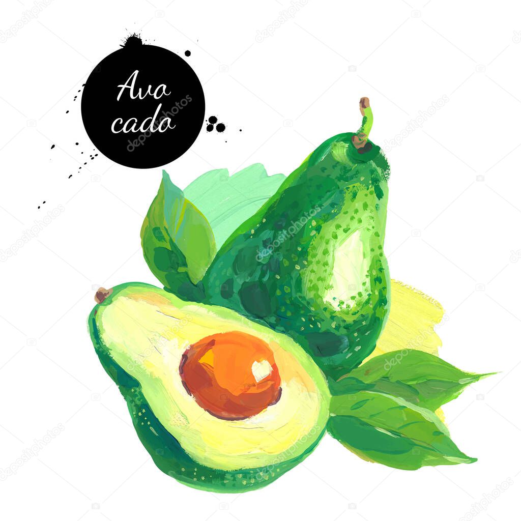 Hand drawn sketch acrylic watercolor painting on white background. Vector illustration of fruit avocad