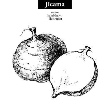 El çizimi eskiz jicama. Vektör izole edilmiş sebze besin çizimi