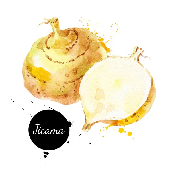 手描きスケッチ水彩Jicama ベクトル分離野菜料理イラスト — ストックベクタ